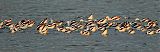 American Avocetborder=